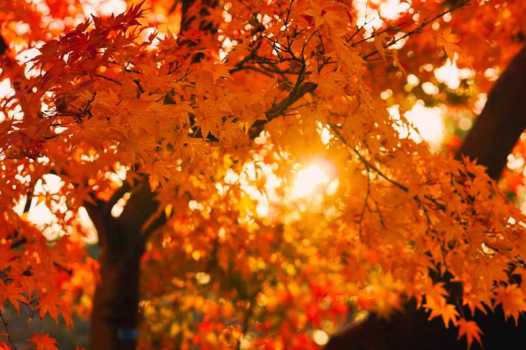 The Legacy of Yodo-dono 