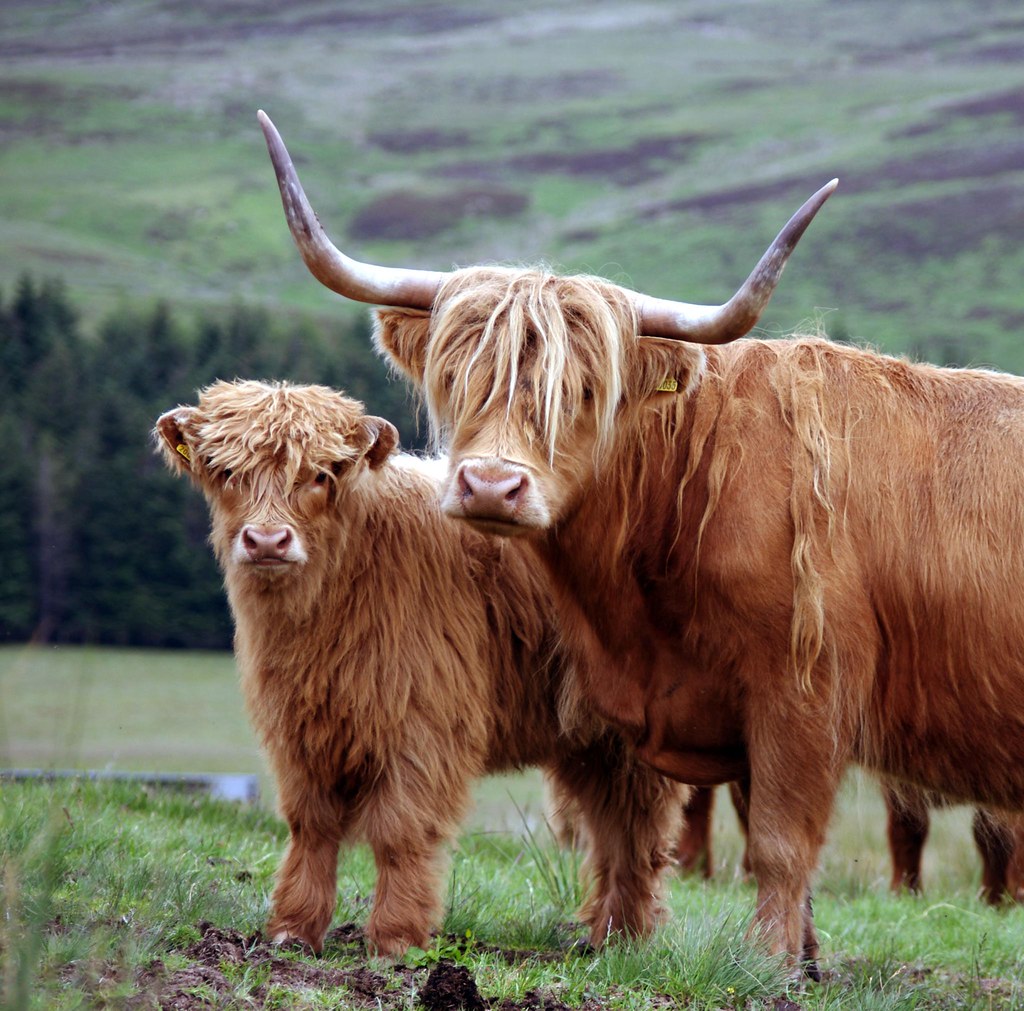 Taking the Bull by the Horns: The Partnership Between Cows and Humans 