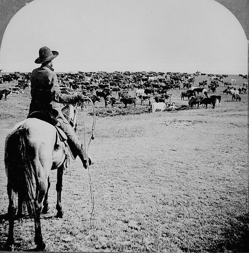Taking the Bull by the Horns: The Partnership Between Cows and Humans ...