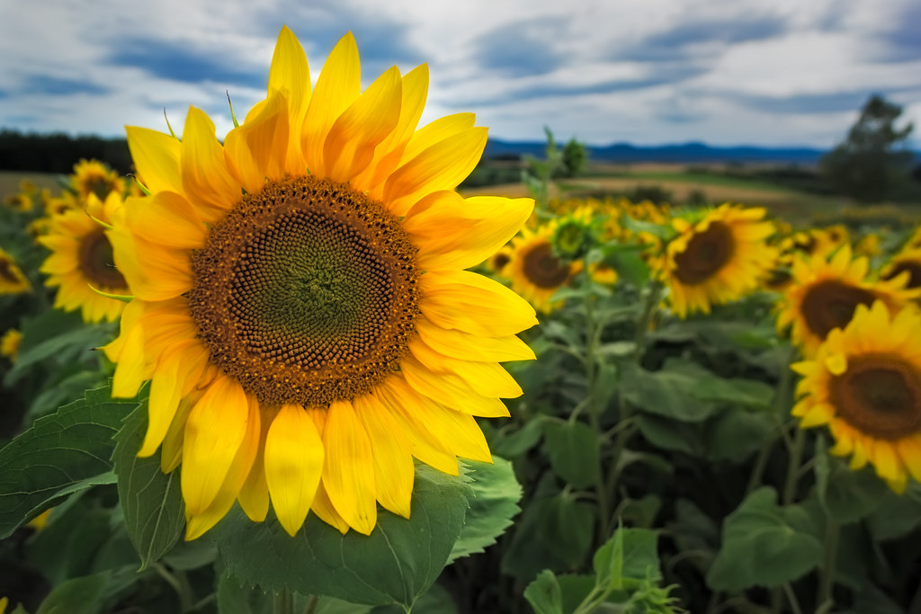 Himawari: The Smiling Flower