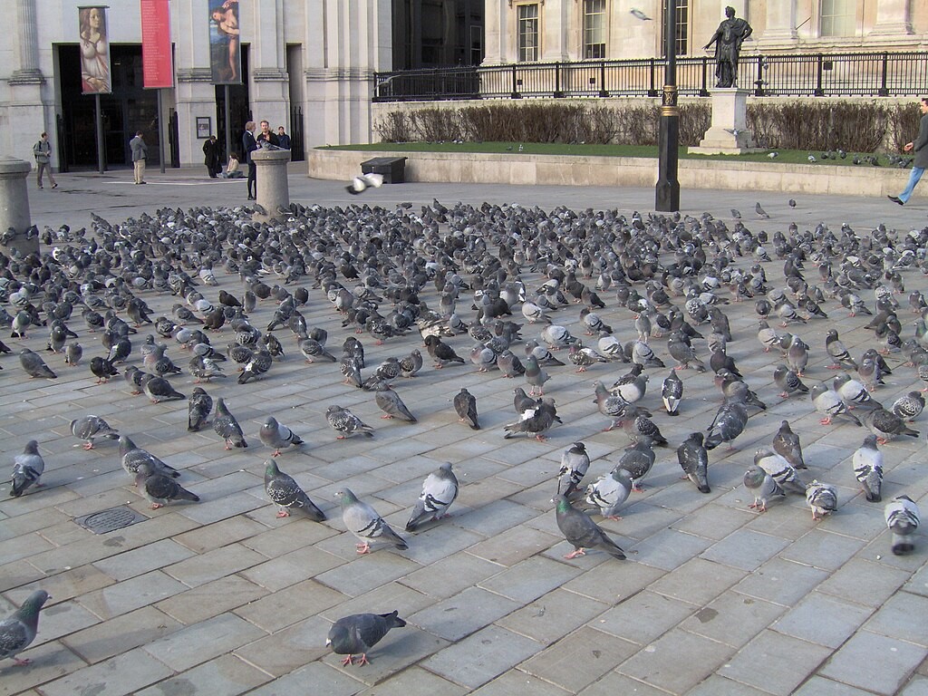 street-rats-and-symbols-the-historical-partnership-between-pigeons-and