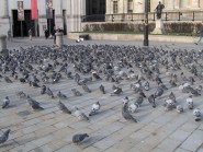 Street Rats And Symbols The Historical Partnership Between Pigeons And
