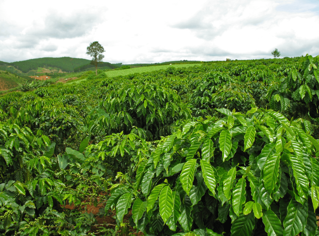 Brewing Cooperation: How Coffee Shaped the GDR’s Foreign Policy 